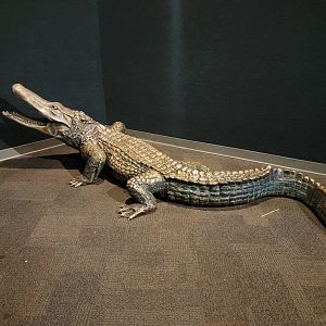 Cincinnati Zoo 5/22 - Manatee Springs, alligator statue to climb on