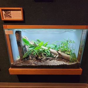 Cincinnati Zoo 5/22 - Manatee Springs, Apalachicola kingsnake