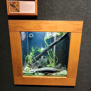 Cincinnati Zoo 5/22 - Manatee Springs, greater siren, Siren lacertina