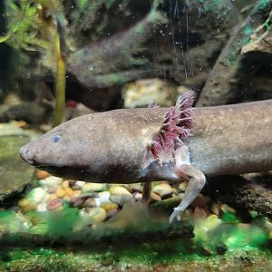 Cincinnati Zoo 5/22 - Manatee Springs, greater siren, Siren lacertina