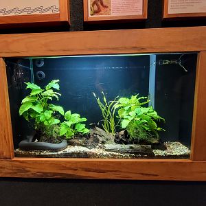 Cincinnati Zoo 5/22 - Manatee Springs, two-toed amphiuma, Amphiuma means