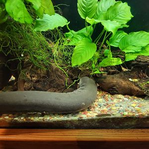 Cincinnati Zoo 5/22 - Manatee Springs, two-toed amphiuma, Amphiuma means