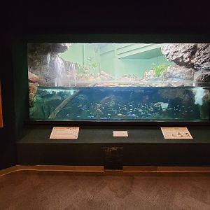 Cincinnati Zoo 5/22 - Manatee Springs, Alien Animals tank - Florida red-bellied turtle, azureus cichlid, channel catfish