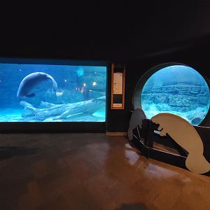 Cincinnati Zoo 5/22 - Manatee Springs, manatees