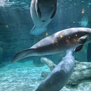 Cincinnati Zoo 5/22 - Manatee Springs, manatees