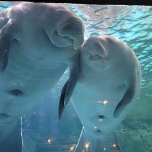 Cincinnati Zoo 5/22 - Manatee Springs, manatees holding hands