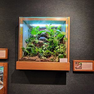 Cincinnati Zoo 5/22 - Manatee Springs, gray rat snake