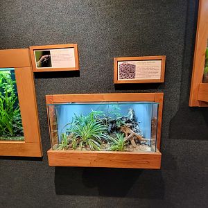 Cincinnati Zoo 5/22 - Manatee Springs, dusky pygmy rattlesnake