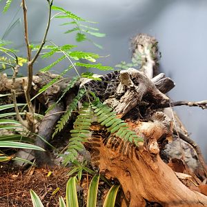 Cincinnati Zoo 5/22 - Manatee Springs, dusky pygmy rattlesnake