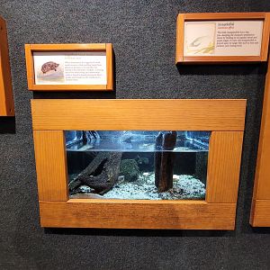 Cincinnati Zoo 5/22 - Manatee Springs, loggerhead musk turtle