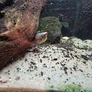 Cincinnati Zoo 5/22 - Manatee Springs, loggerhead musk turtle