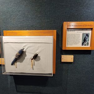 Cincinnati Zoo 5/22 - Manatee Springs, disappearance of the dusky