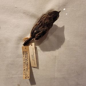 Cincinnati Zoo 5/22 - Manatee Springs, dusky seaside sparrow