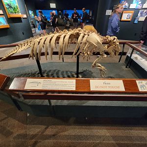 Cincinnati Zoo 5/22 - Manatee Springs, manatee skeleton