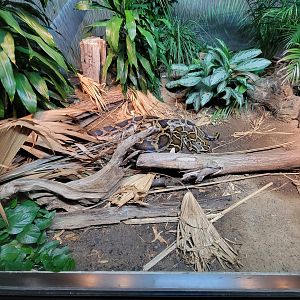 Cincinnati Zoo 5/22 - Manatee Springs, burmese python