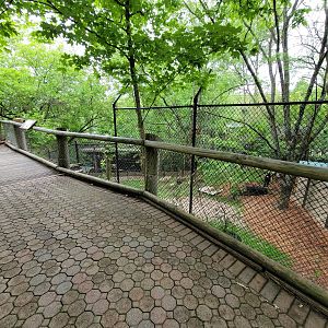 Cincinnati Zoo 5/22 - Boardwalk outside Manatee Springs, temporary Bennett's Wallaby holding