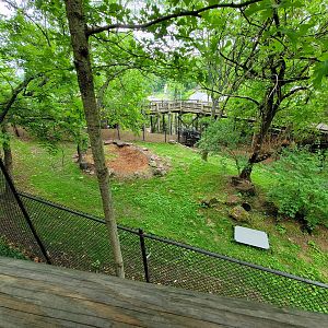 Cincinnati Zoo 5/22 - Temporary Bennett's Wallaby holding