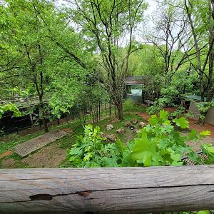 Cincinnati Zoo 5/22 - Temporary Bennett's Wallaby holding