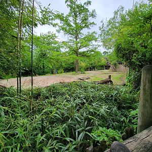 Cincinnati Zoo 5/22 - Visayan warty pig
