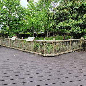 Cincinnati Zoo 5/22 - Okapi and east African crowned crane