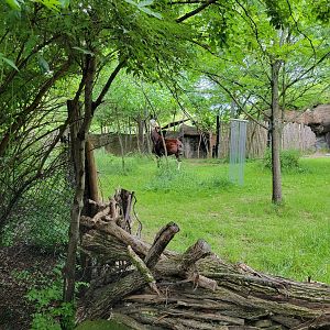 Cincinnati Zoo 5/22 - Okapi and east African crowned crane