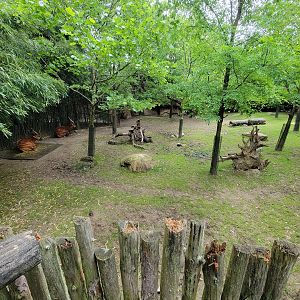 Cincinnati Zoo 5/22 - Bongos