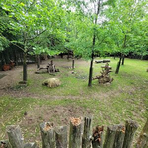 Cincinnati Zoo 5/22 - Bongos