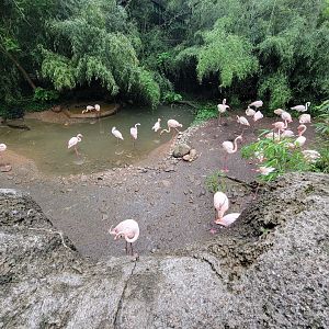 Cincinnati Zoo 5/22 - Greater flamingos