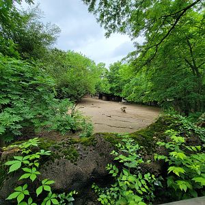 Cincinnati Zoo 5/22 - Plains zebras