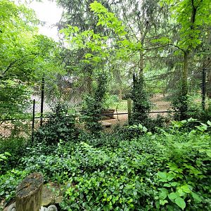 Cincinnati Zoo 5/22 - Wolves from zebra path