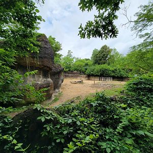 Cincinnati Zoo 5/22 - Black rhino