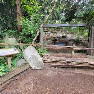 Cincinnati Zoo 5/22 - Arctic fox