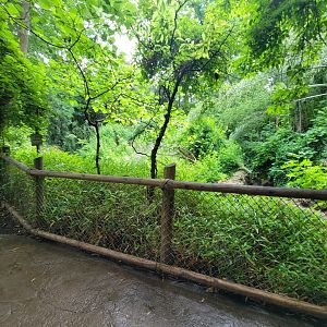 Cincinnati Zoo 5/22 - Jungle Trails
