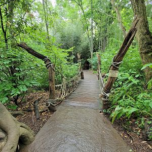 Cincinnati Zoo 5/22 - Jungle Trails, bridge