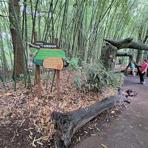 Cincinnati Zoo 5/22 - Jungle Trails, swing like a gibbon