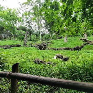 Cincinnati Zoo 5/22 - Jungle Trails, lar gibbon