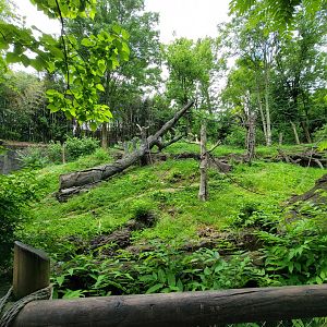 Cincinnati Zoo 5/22 - Jungle Trails, Sumatran orangutan