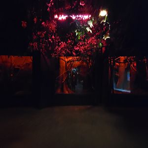 Cincinnati Zoo 5/22 - Jungle Trails, Asia building