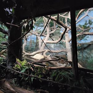 Cincinnati Zoo 5/22 - Jungle Trails, Asia building, Lar gibbon