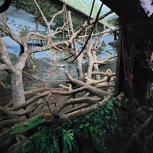 Cincinnati Zoo 5/22 - Jungle Trails, Asia building, Lar gibbon