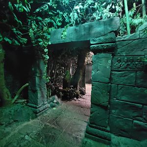 Cincinnati Zoo 5/22 - Jungle Trails, Asia building