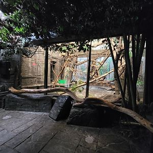 Cincinnati Zoo 5/22 - Jungle Trails, Asia building, black howlers