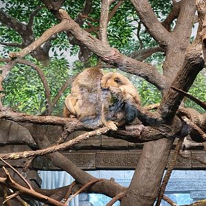 Cincinnati Zoo 5/22 - Jungle Trails, Asia building, black howlers