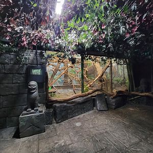 Cincinnati Zoo 5/22 - Jungle Trails, Asia building, black howlers