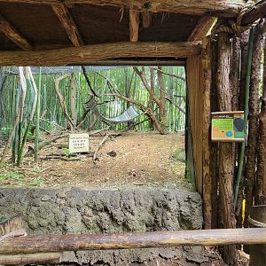 Cincinnati Zoo 5/22 - Jungle Trails, black howlers outdoor exhibit