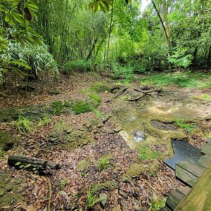 Cincinnati Zoo 5/22 - Jungle Trails, Burmese brown mountain tortoise