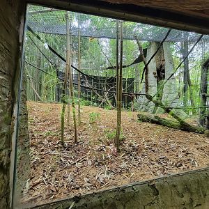 Cincinnati Zoo 5/22 - Jungle Trails, white-faced saki
