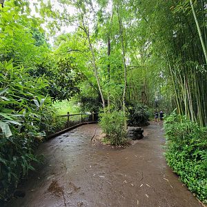 Cincinnati Zoo 5/22 - Jungle Trails, path