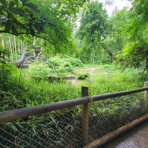 Cincinnati Zoo 5/22 - Jungle Trails, bonobos