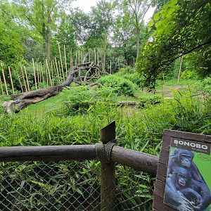 Cincinnati Zoo 5/22 - Jungle Trails, bonobos